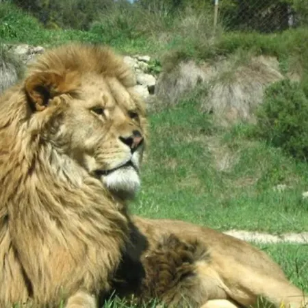 شقة / تورّيفيِخا