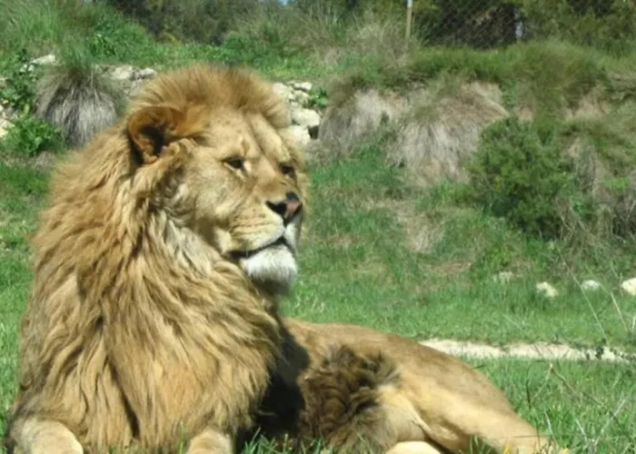 公寓 / 托雷维耶哈